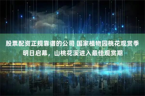 股票配资正规靠谱的公司 国家植物园桃花观赏季明日启幕，山桃花溪进入最佳观赏期